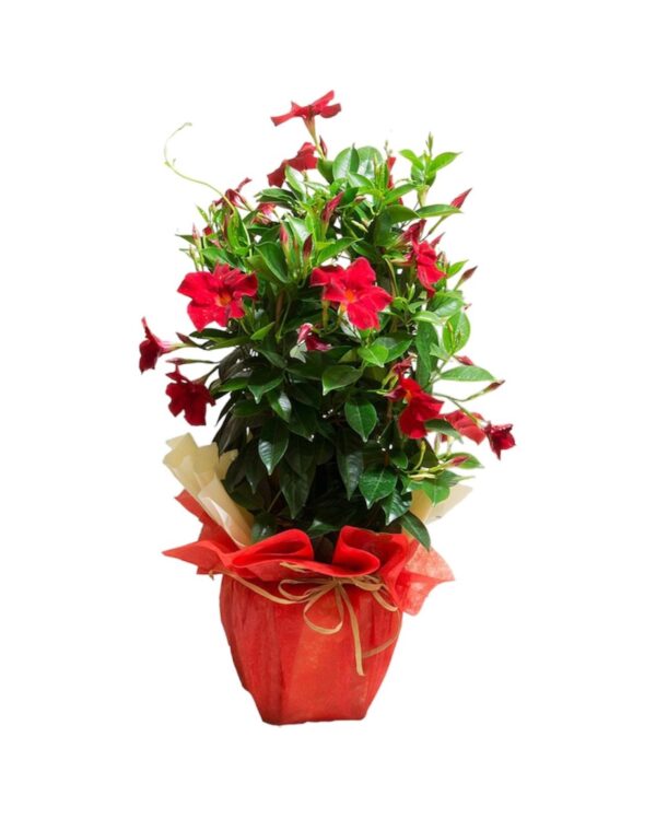 Dipladenia - immagine 2
