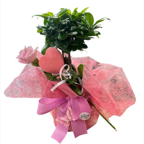 ficus rosa