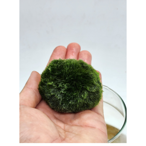 Marimo - immagine 3