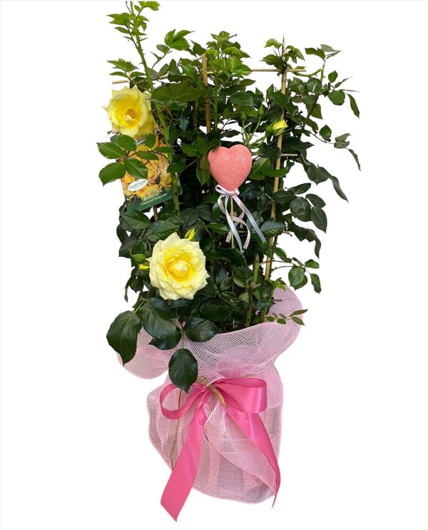 Pianta di Rose