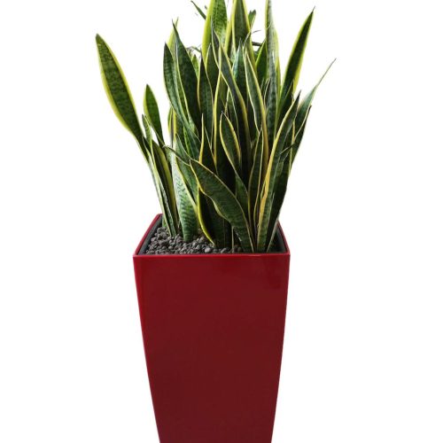 CUBICO 40 SANSEVERIA