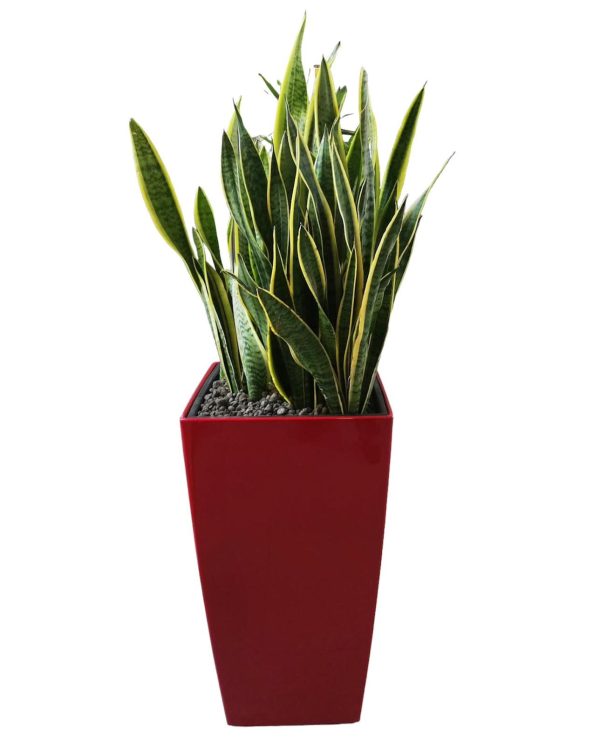 Vaso con Sansevieria