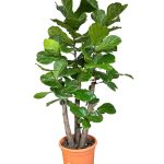 FICUS LYRATA GRANDE