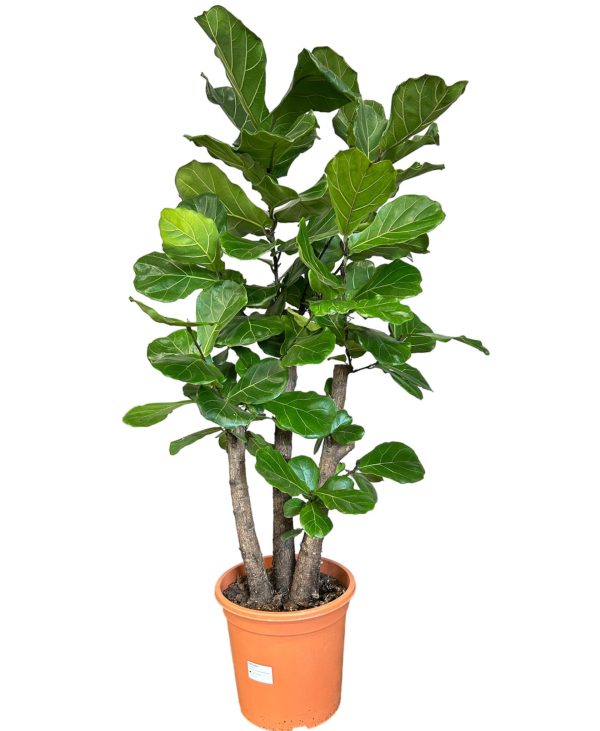 Ficus Lyrata