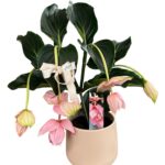 medinilla