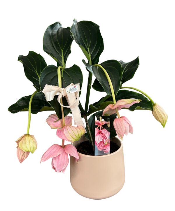 medinilla