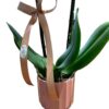 Orchidea rosa con portavaso - immagine 2