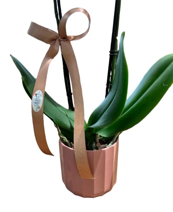 Orchidea rosa con portavaso - immagine 2