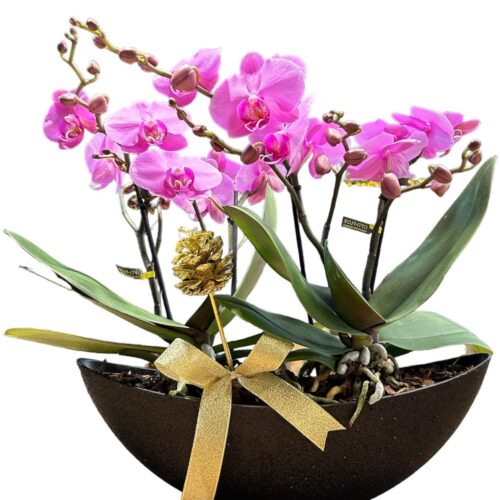 Orchidea rosa con vaso