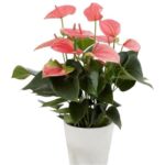 anthurium