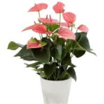 ANTHURIUM ROSA