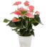 anthurium