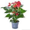 Anthurium - immagine 2