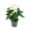 Anthurium - immagine 4
