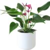 Anthurium - immagine 3