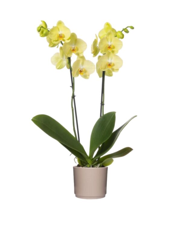 Orchidea gialla con portavaso