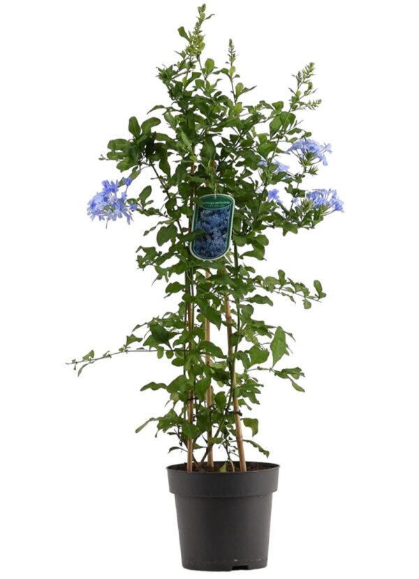 Plumbago Auriculata