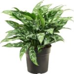 Aglaonema