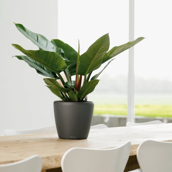 Vaso Lechuza classico premium 28 - immagine 2