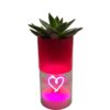 Cuore luminoso con piantina grassa
