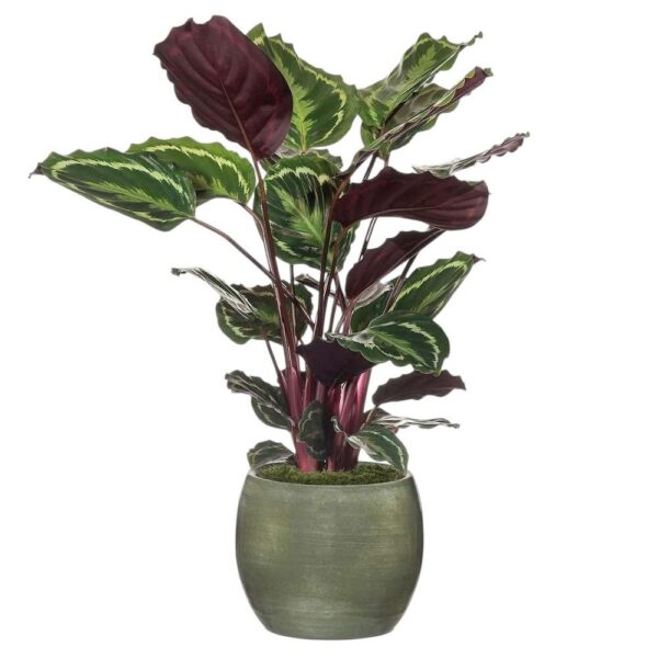 Calathea