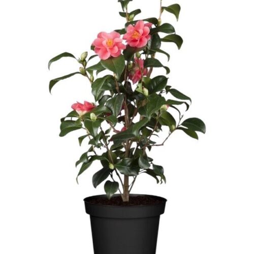 Camelia Japonica