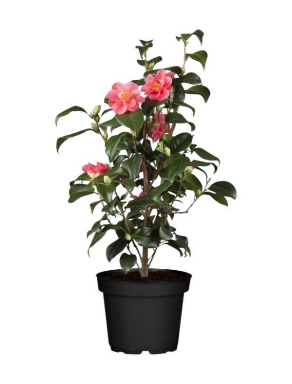 Camelia Japonica
