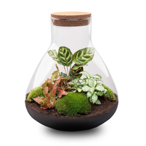 terrarium