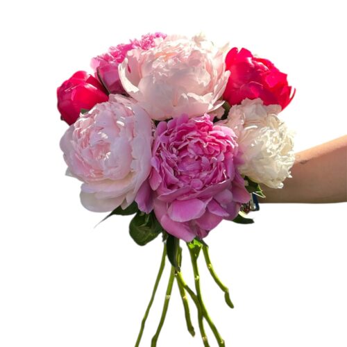 bouquet di peonie