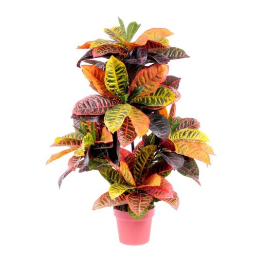 croton variegato