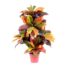 croton variegato