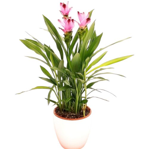 Curcuma