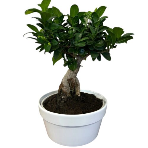 ficus ginseng