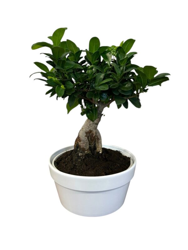 ficus ginseng