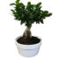 ficus ginseng