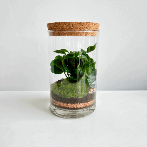 terrarium coffea