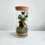 terrarium ficus ginseng