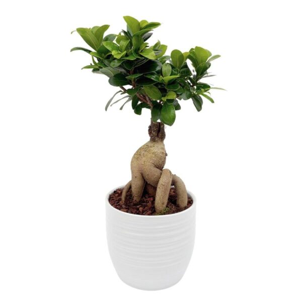 ficus ginseng