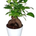 ficus ginseng