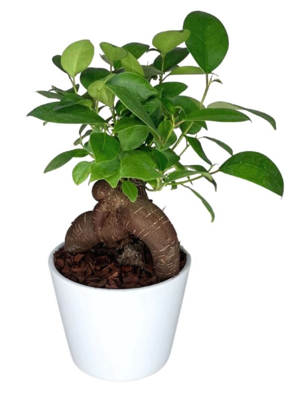 ficus ginseng