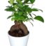 ficus ginseng
