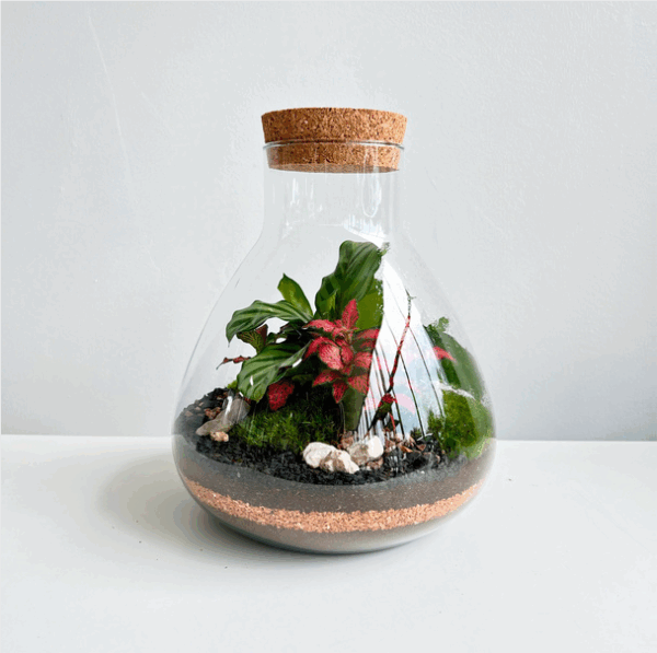 terrarium green mix