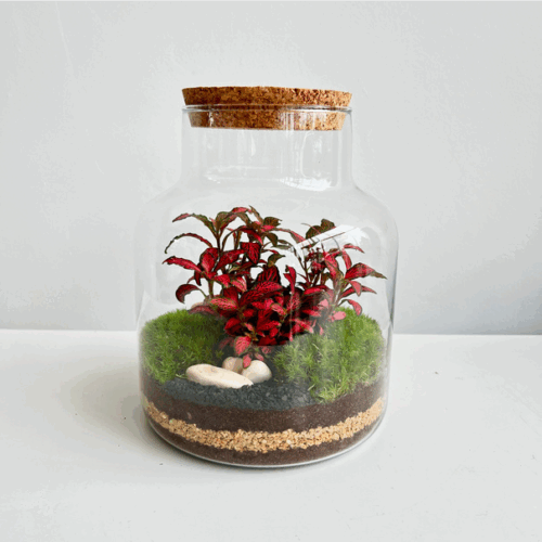 terrarium fittonia