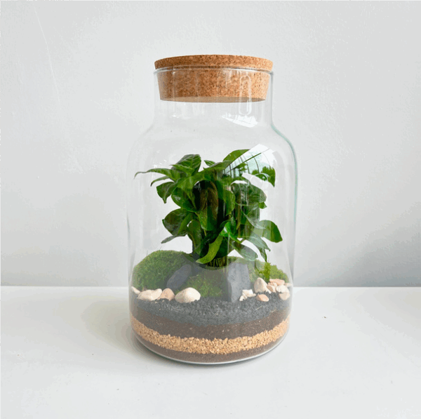 Terrarium Coffea - immagine 3