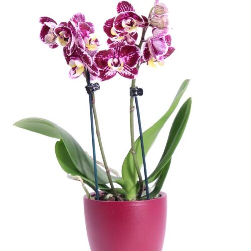 orchidea mini