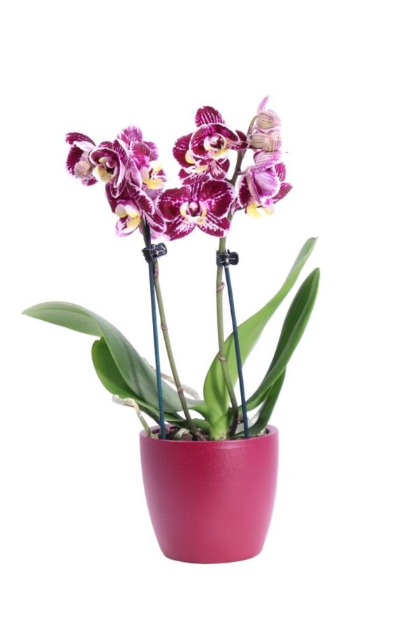 orchidea mini