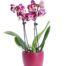 orchidea mini