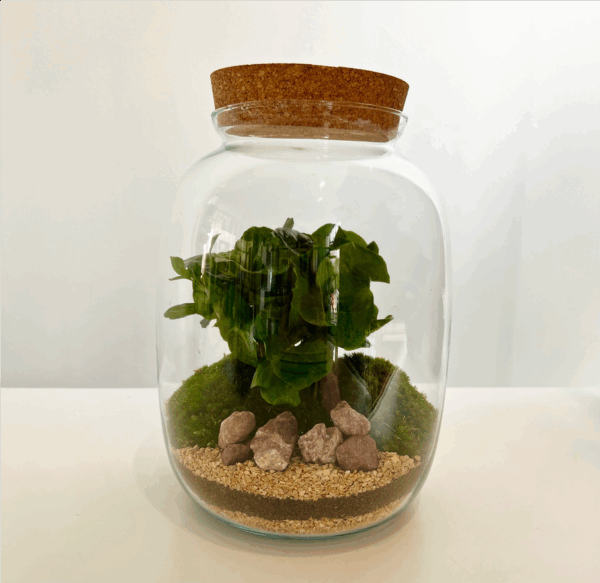 Terrarium Coffea - immagine 2