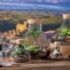 Terrarium Fittonia - immagine 2