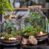 Terrarium Fittonia - immagine 3